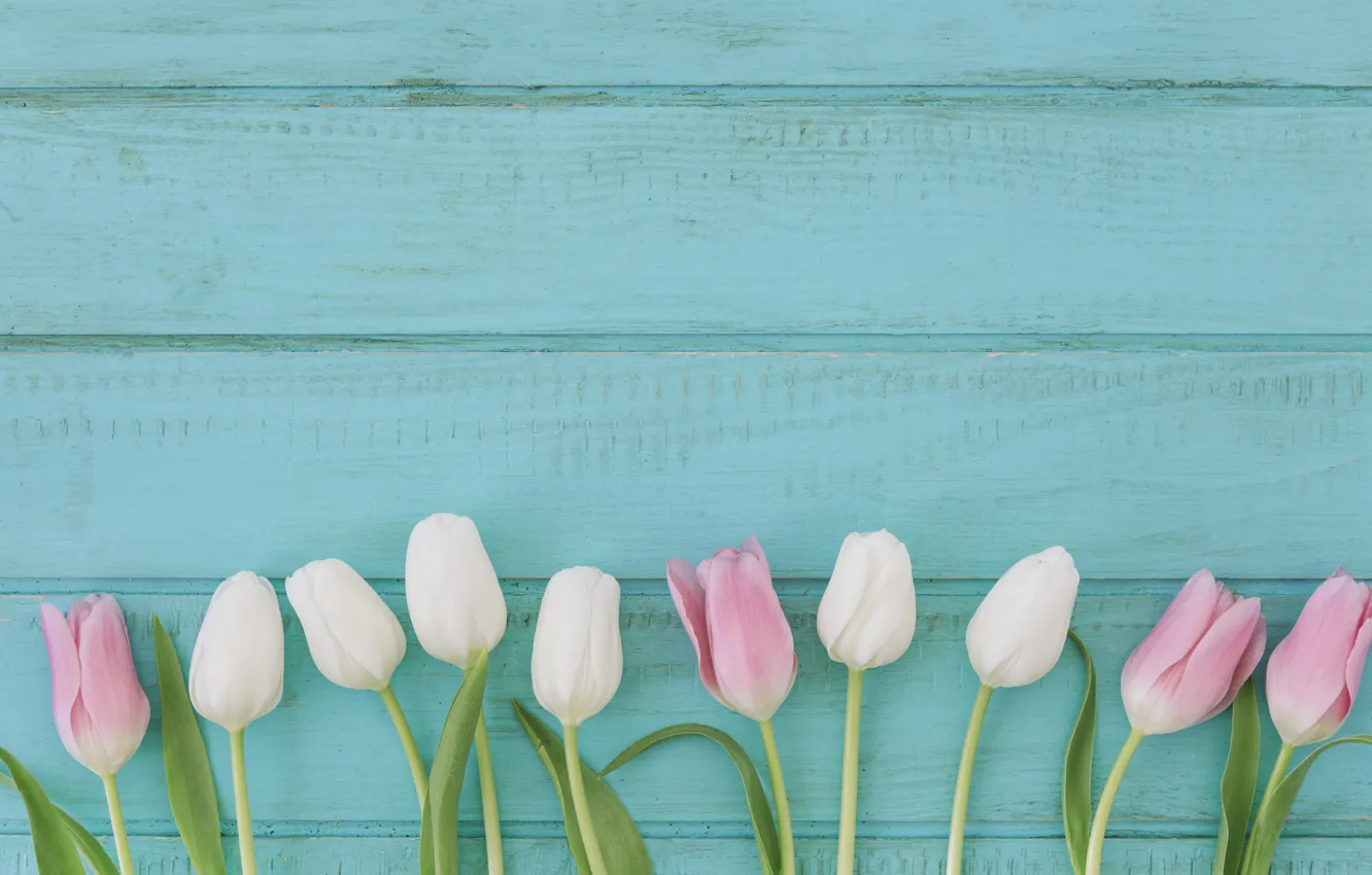 Photo wallpaper background, blue, tulips, pink, wood, composition