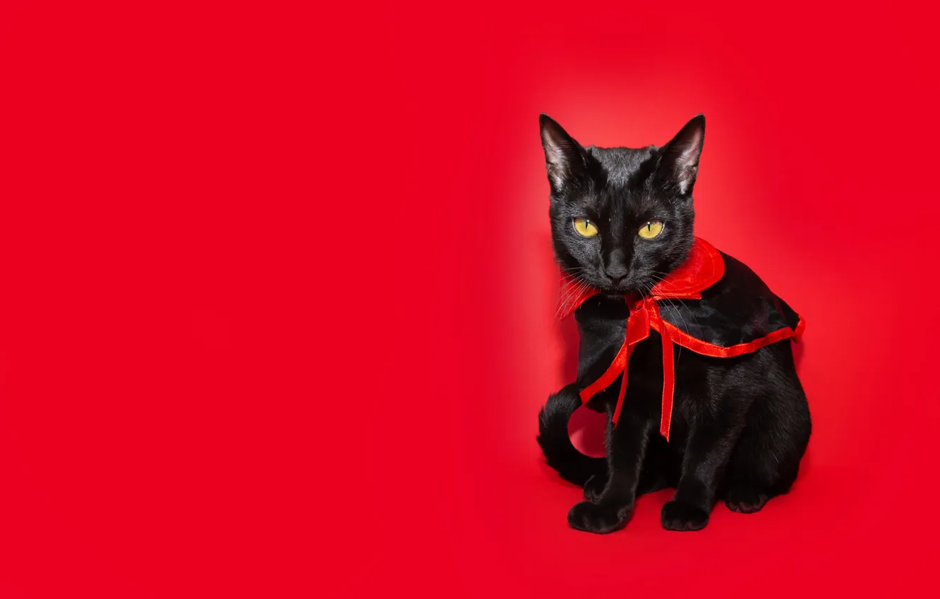 Photo wallpaper cat, cat, look, pose, black, outfit, Halloween, Halloween