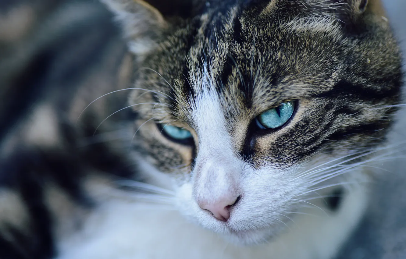 Photo wallpaper cat, cat, look, face, close-up, portrait, grey, blue eyes