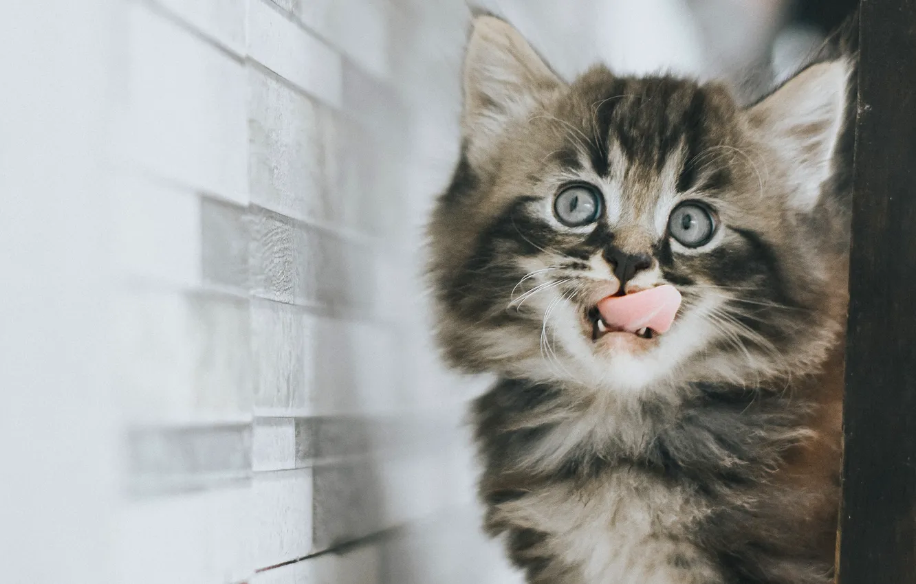 Photo wallpaper language, cat, look, grey, wall, sweetheart, Board, fluffy