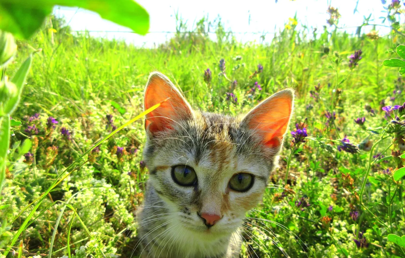 Photo wallpaper cat, summer, meadow, kitty