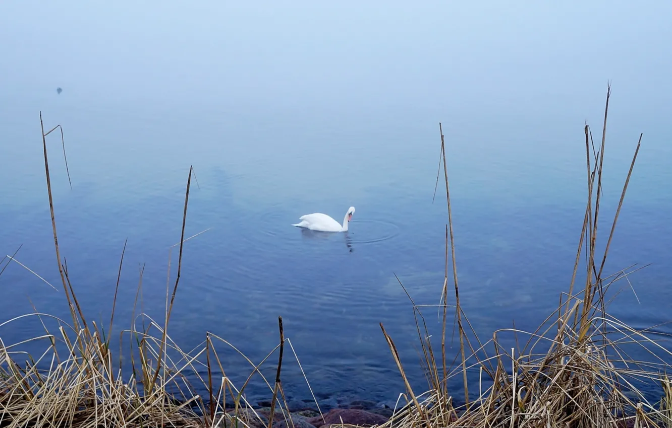 Photo wallpaper swan, sea, bird, water, lake