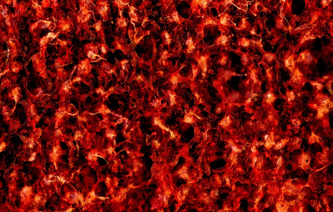 Photo wallpaper macro, abstract, red, macro, confusion