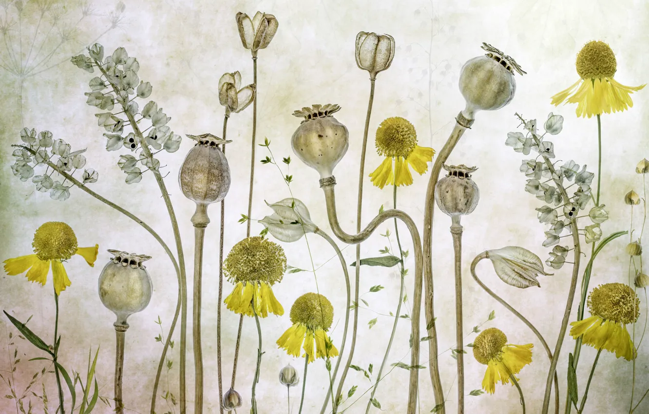 Photo wallpaper flowers, nature, Mac, gelenium