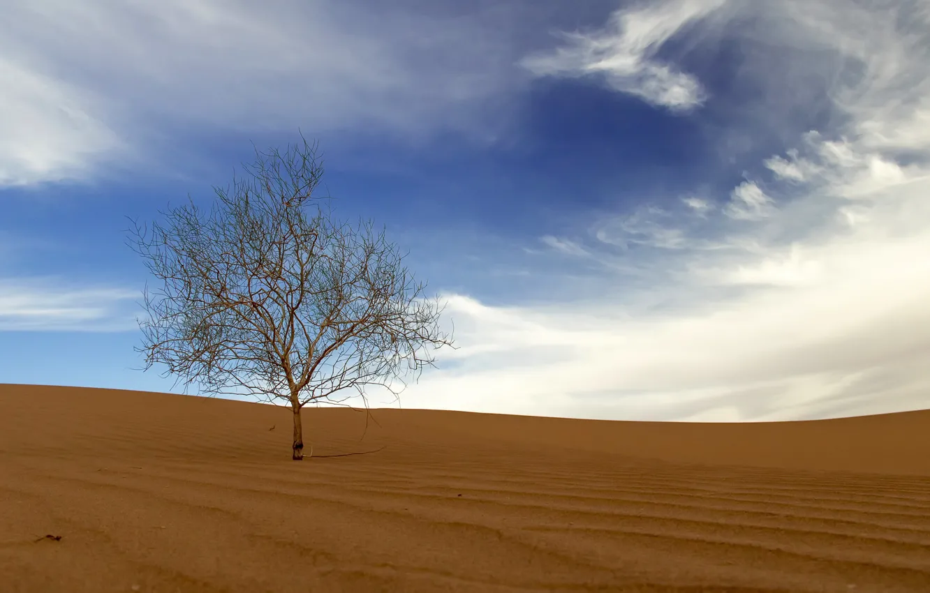 Photo wallpaper sand, the sky, tree