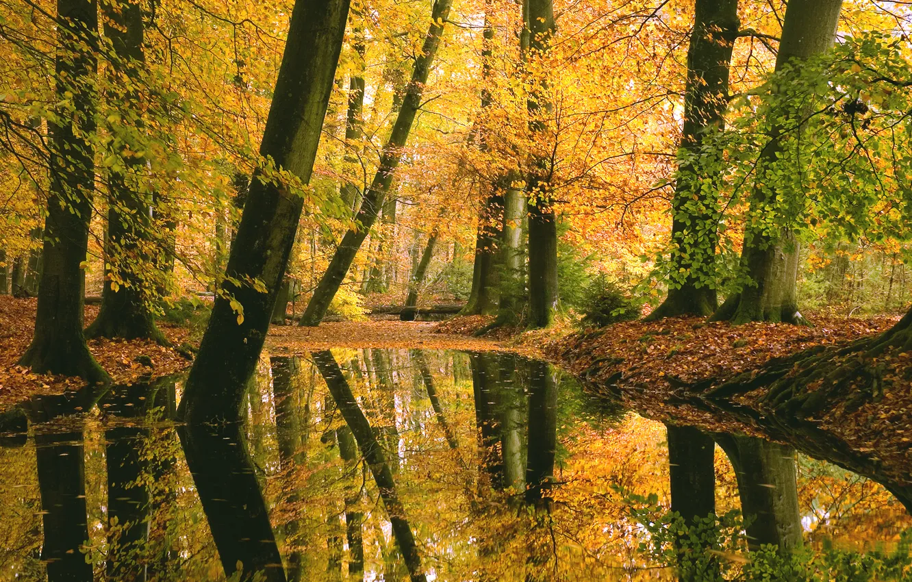 Photo wallpaper autumn, forest, nature, lake, reflection