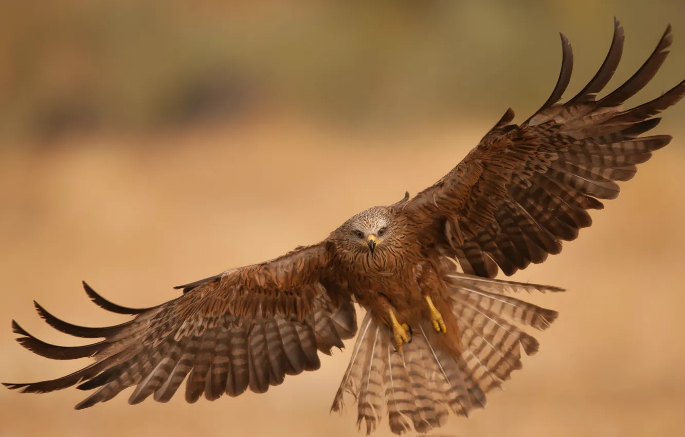 Photo wallpaper flight, bird, eagle, wings, predator