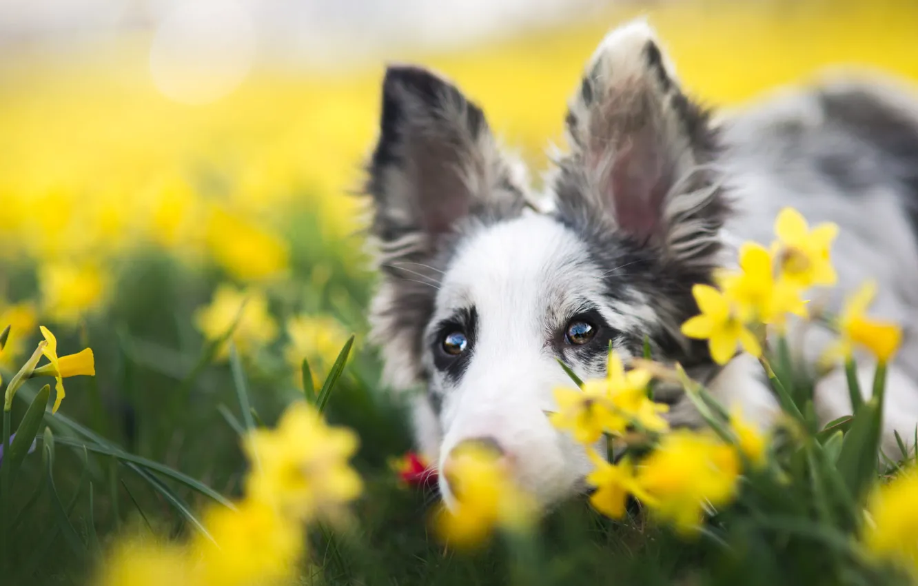 Photo wallpaper eyes, look, face, flowers, yellow, background, portrait, dog