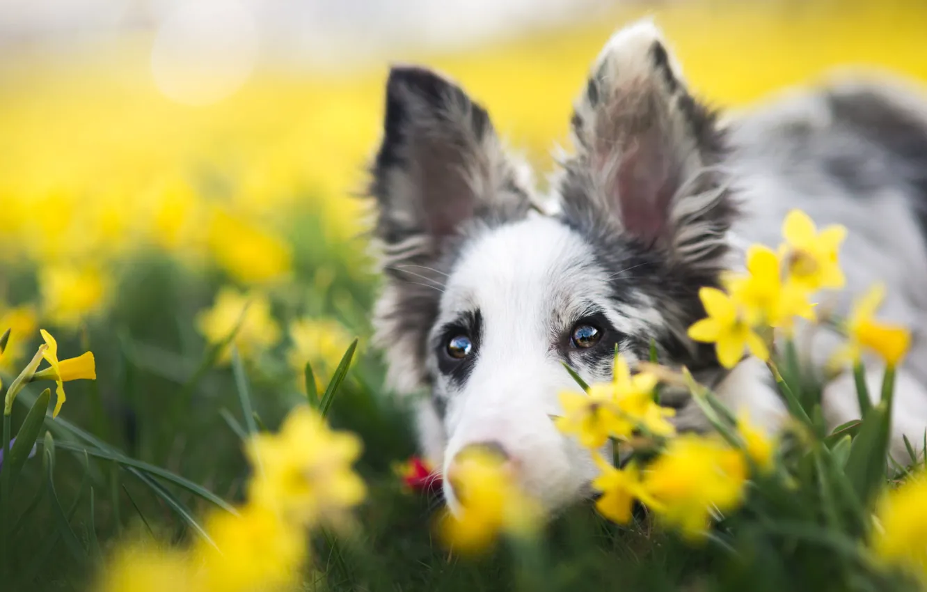 Photo wallpaper eyes, look, face, flowers, background, portrait, dog, spring