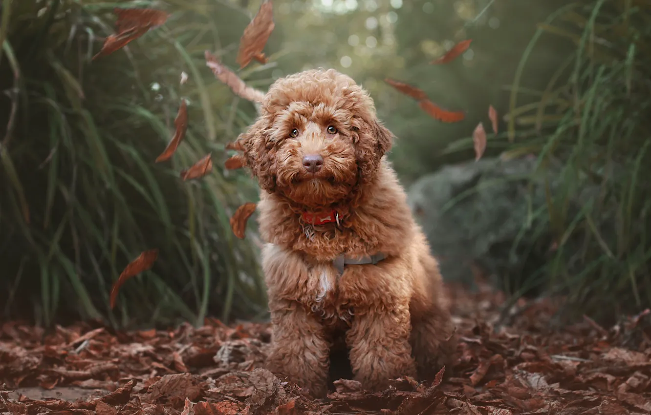 Photo wallpaper look, nature, dog, face, falling leaves