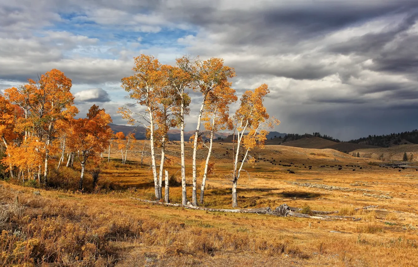 Photo wallpaper autumn, USA, National Park, Yellowstone