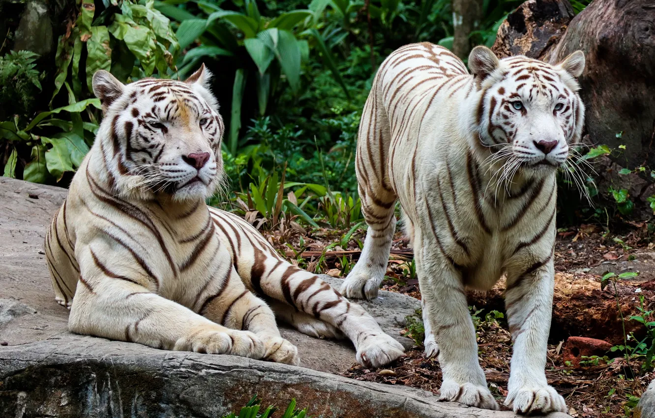 Photo wallpaper nature, tiger, pair, white, tigers, two, two tigers