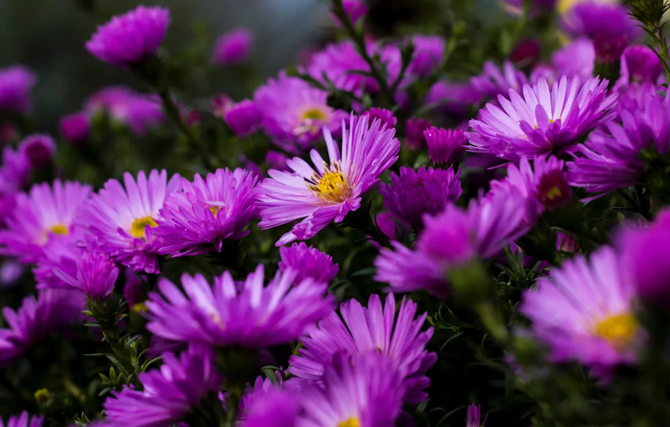 Photo wallpaper flowers, bright, lilac, asters