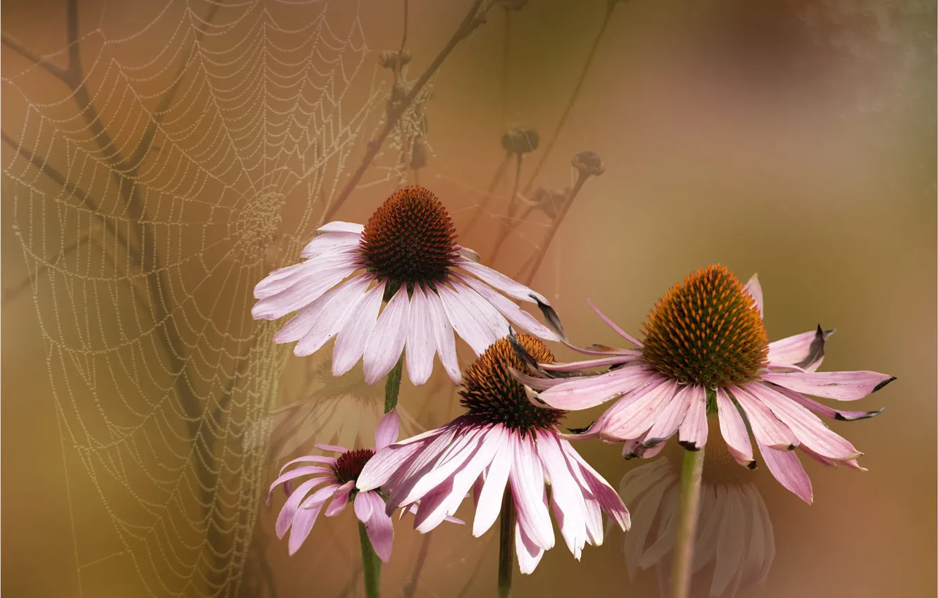 Photo wallpaper flowers, background, web, Echinacea