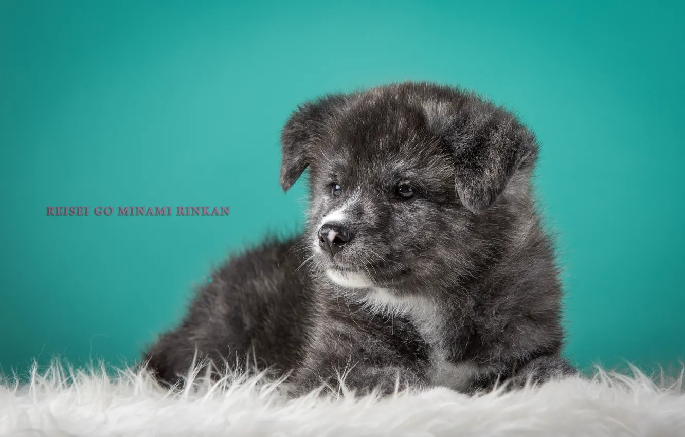 Photo wallpaper grey, puppy, Japanese Akita