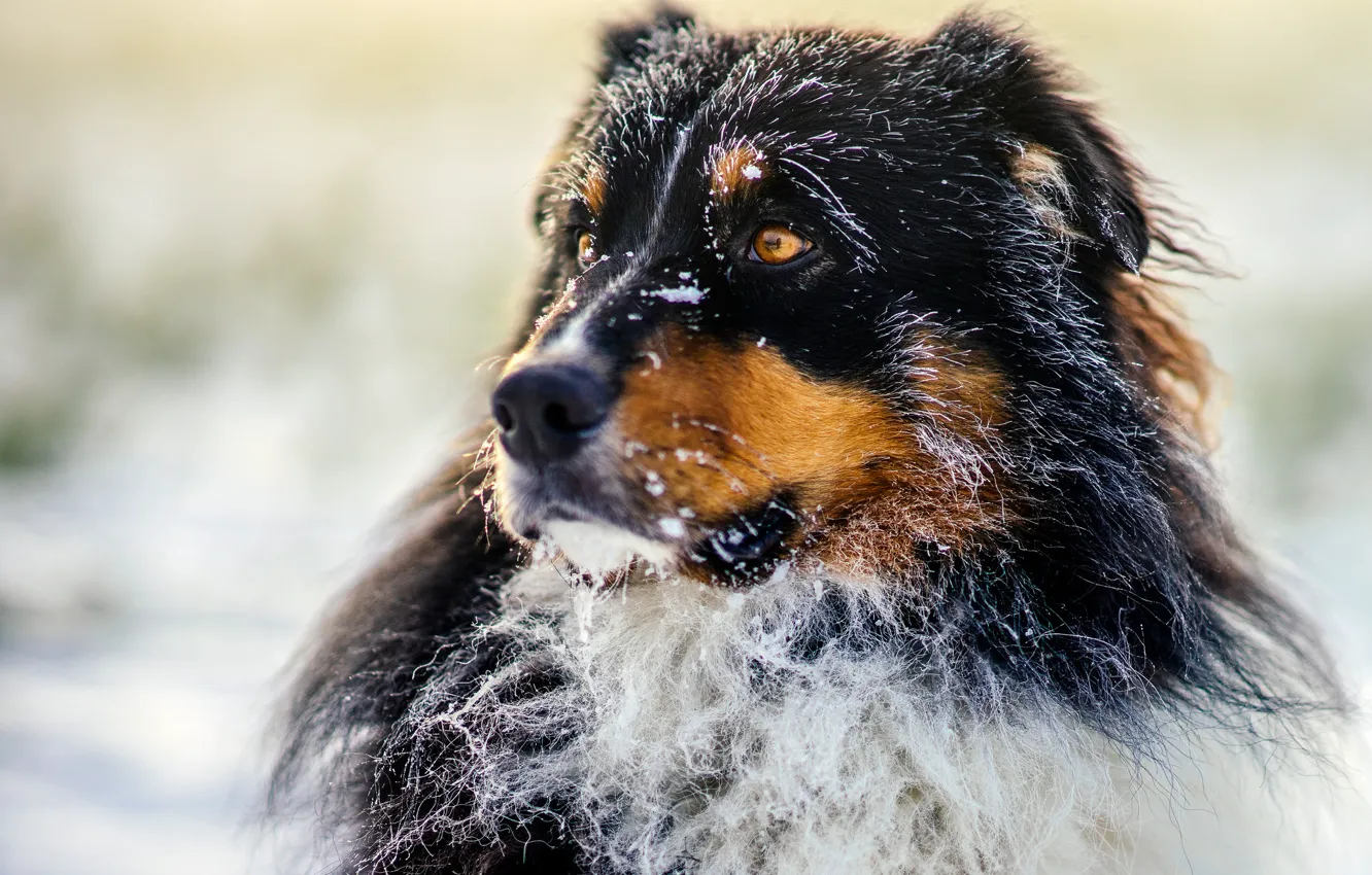 Photo wallpaper dog, morning, sun, bokeh, frost, frosty, australian shepherd, canine