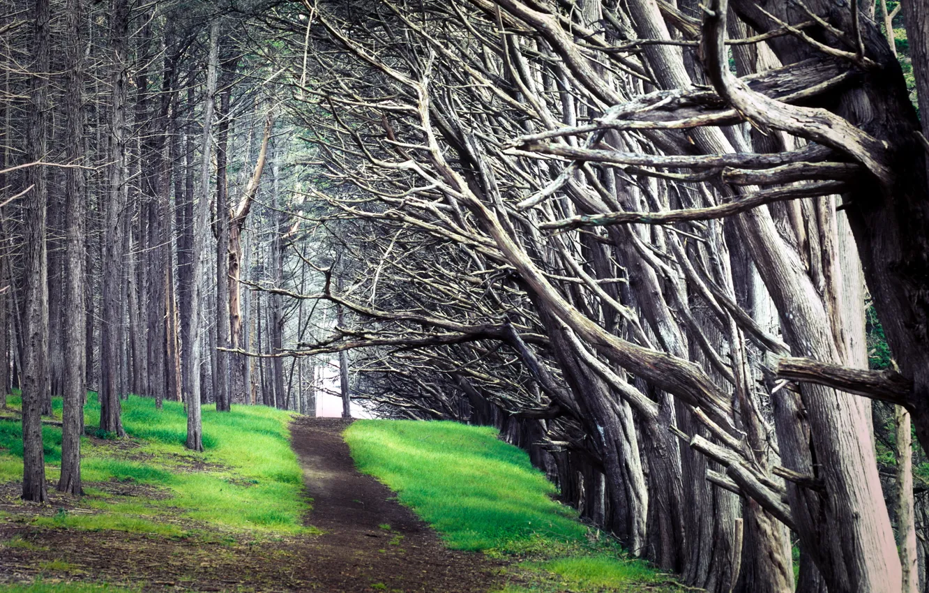 Photo wallpaper road, trees, landscape, nature