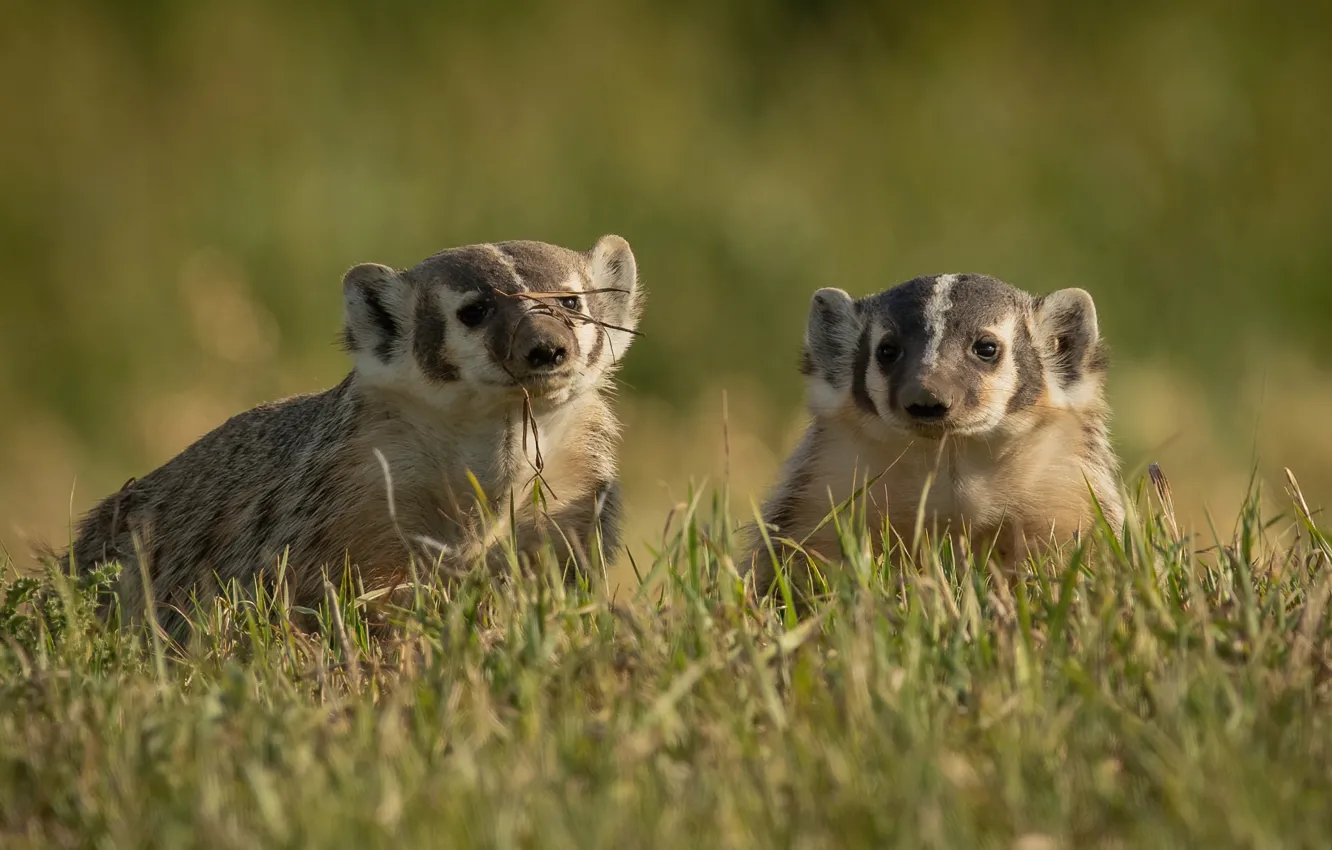 Photo wallpaper grass, glade, two, pair, face, badger, American badger