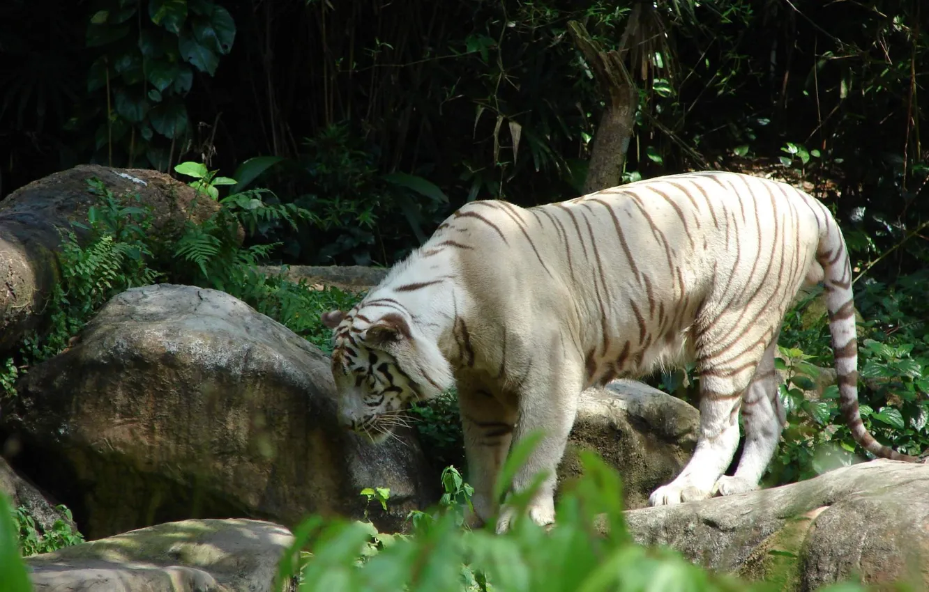 Photo wallpaper cat, white, tiger, stones, large
