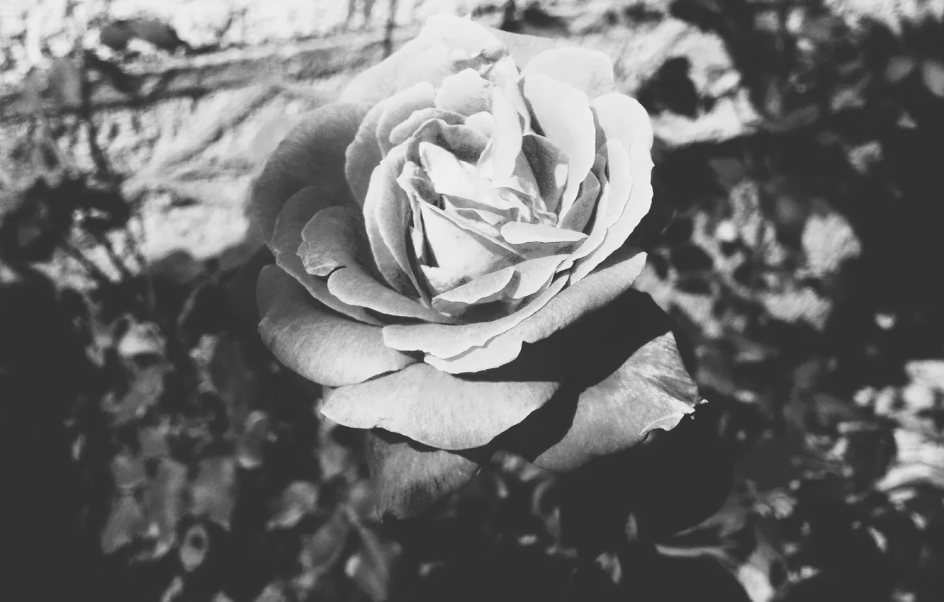 Photo wallpaper macro, flowers, roses, beauty