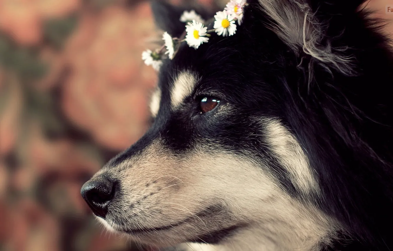 Photo wallpaper white, black, dog, wolf, animald