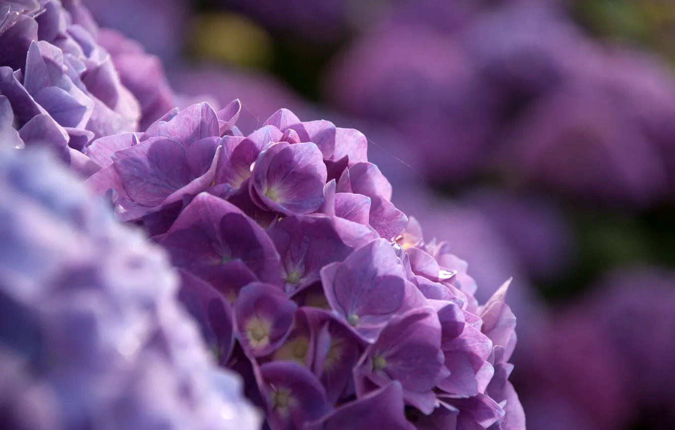 Photo wallpaper blur, the bushes, bokeh, hydrangea