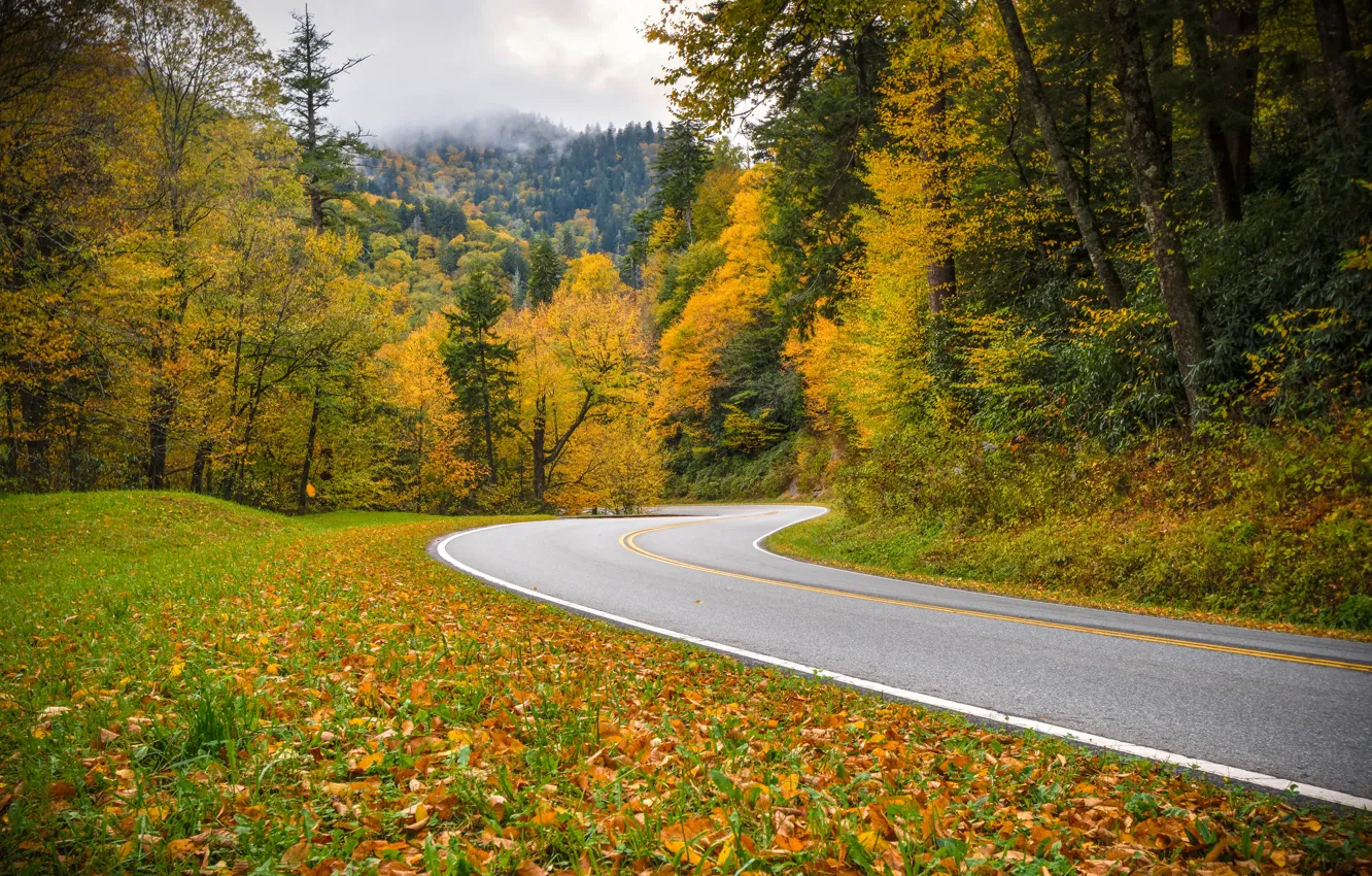 Photo wallpaper road, autumn, forest, Tennessee, Tn, Great Smoky Mountains National Park, National Park great smoky mountains