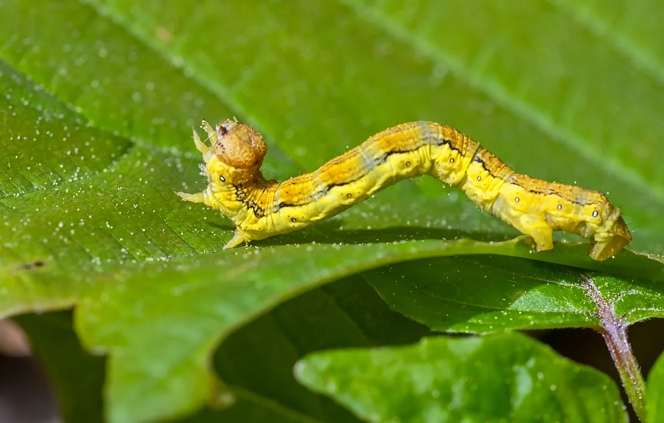 Photo wallpaper leaves, caterpillar, The yellow caterpillar