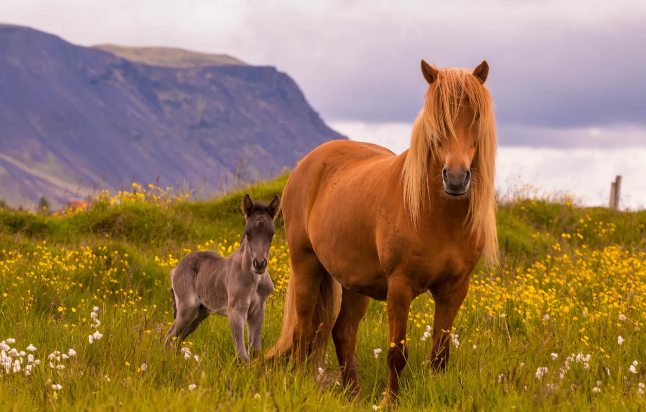 Photo wallpaper field, summer, the sky, look, flowers, mountains, rocks, horse