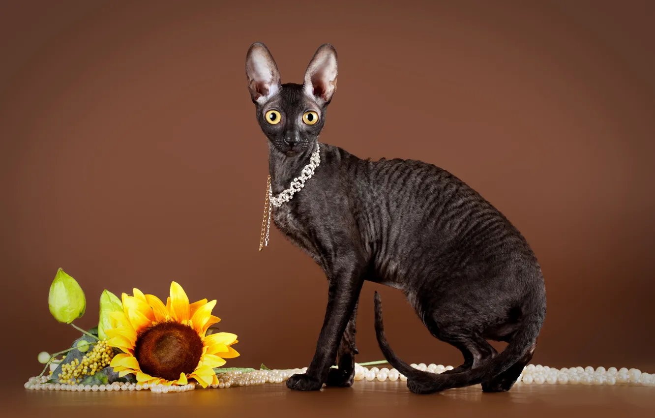 Photo wallpaper black, cat, brown background, Sphinx, necklace, sitting, sunflowers
