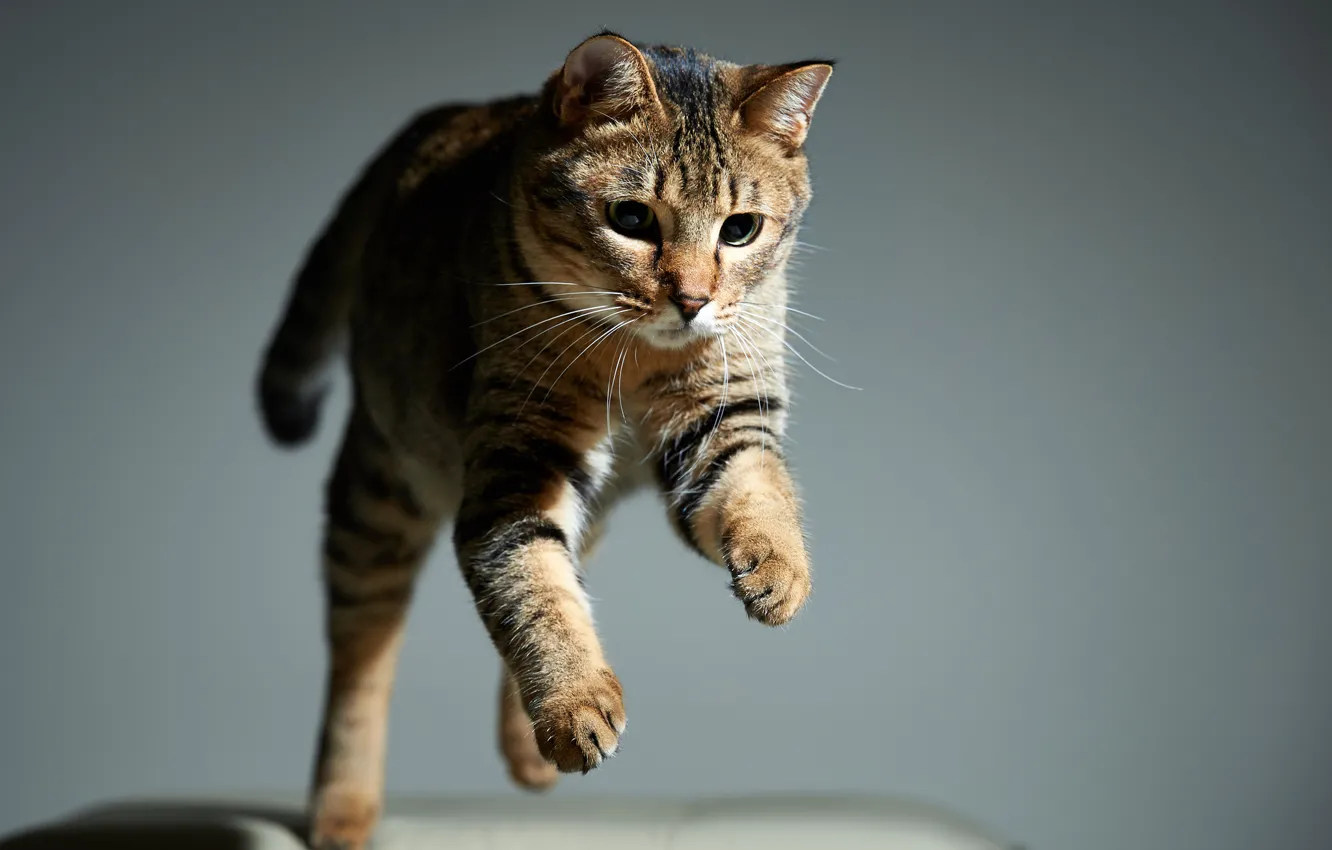 Photo wallpaper cat, cat, background, jump