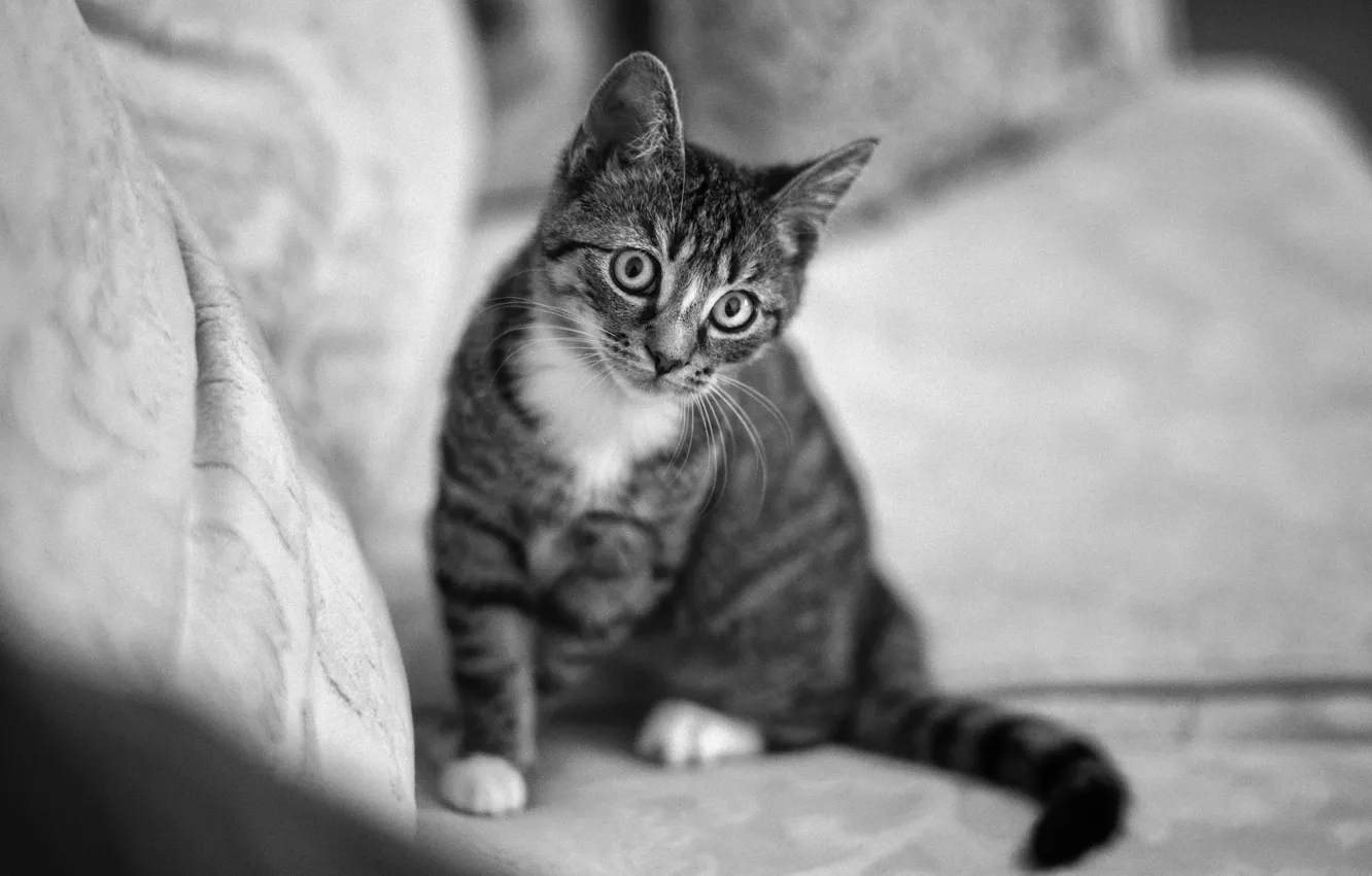 Photo wallpaper eyes, cat, sofa