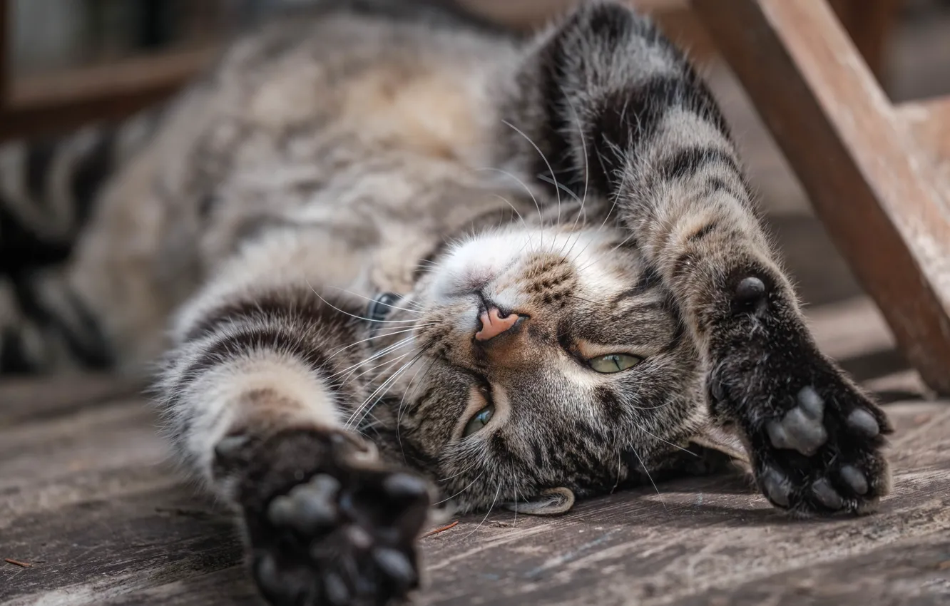 Photo wallpaper cat, cat, relax, legs, muzzle, chill, cat