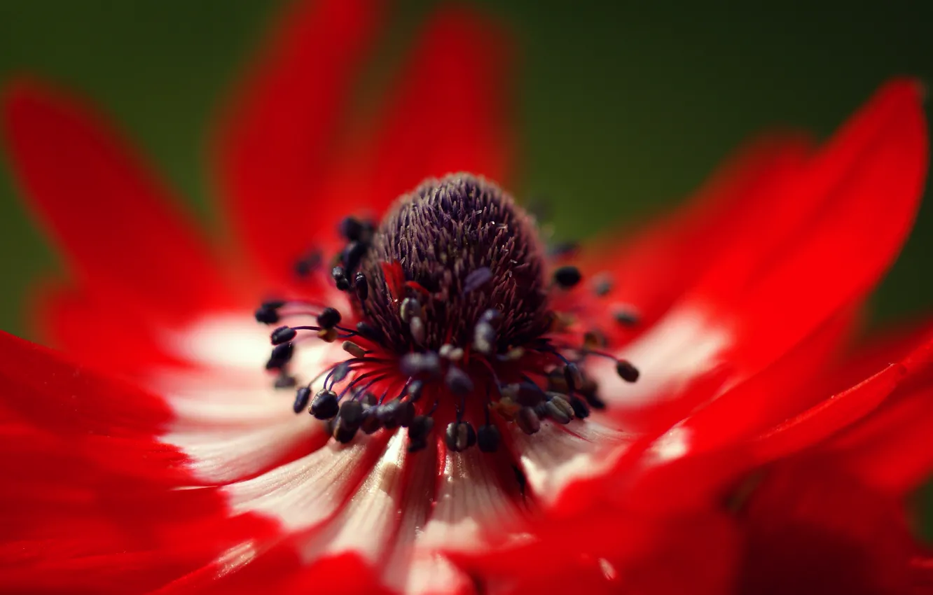 Photo wallpaper flower, macro, petals, red, anemone