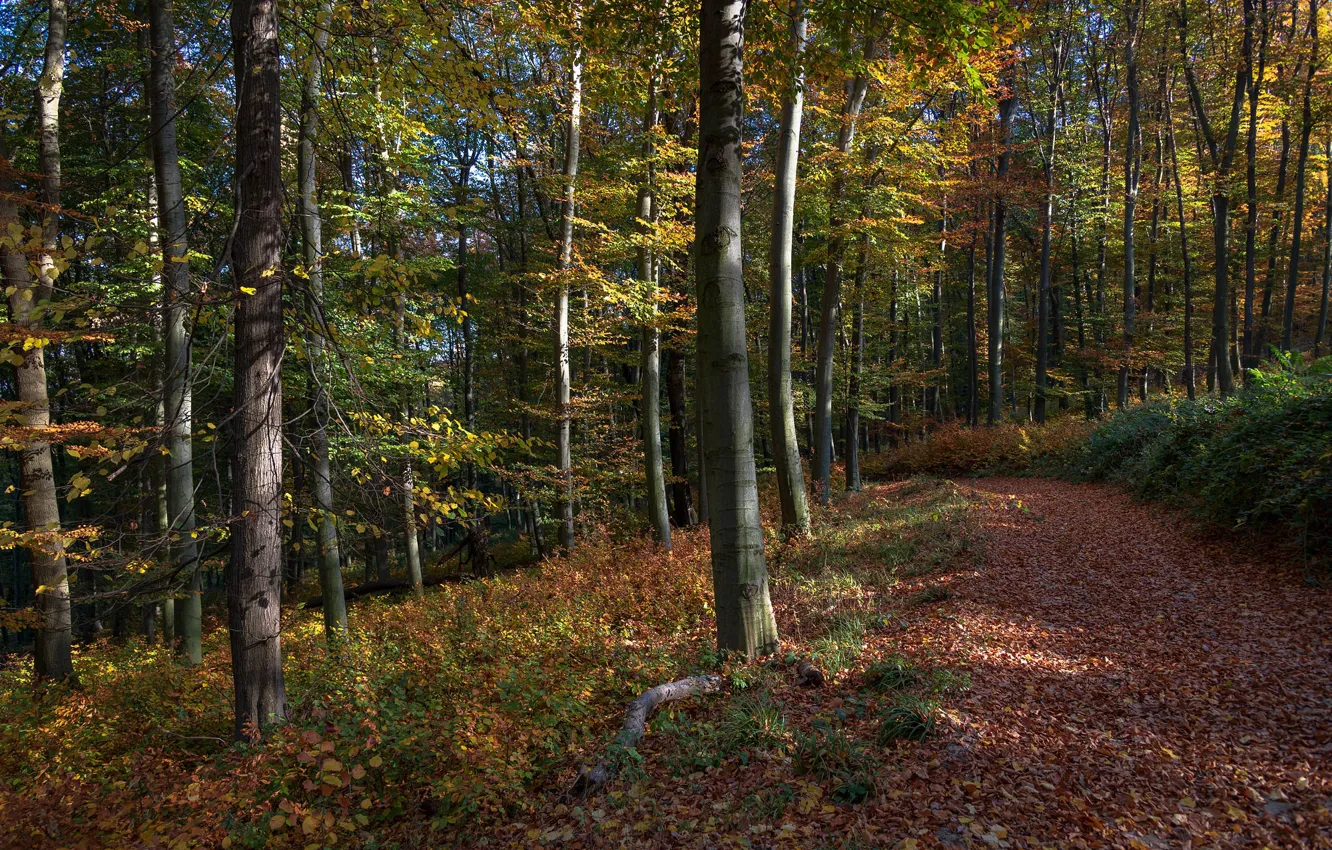 Photo wallpaper autumn, forest, light, foliage, track, falling leaves, path
