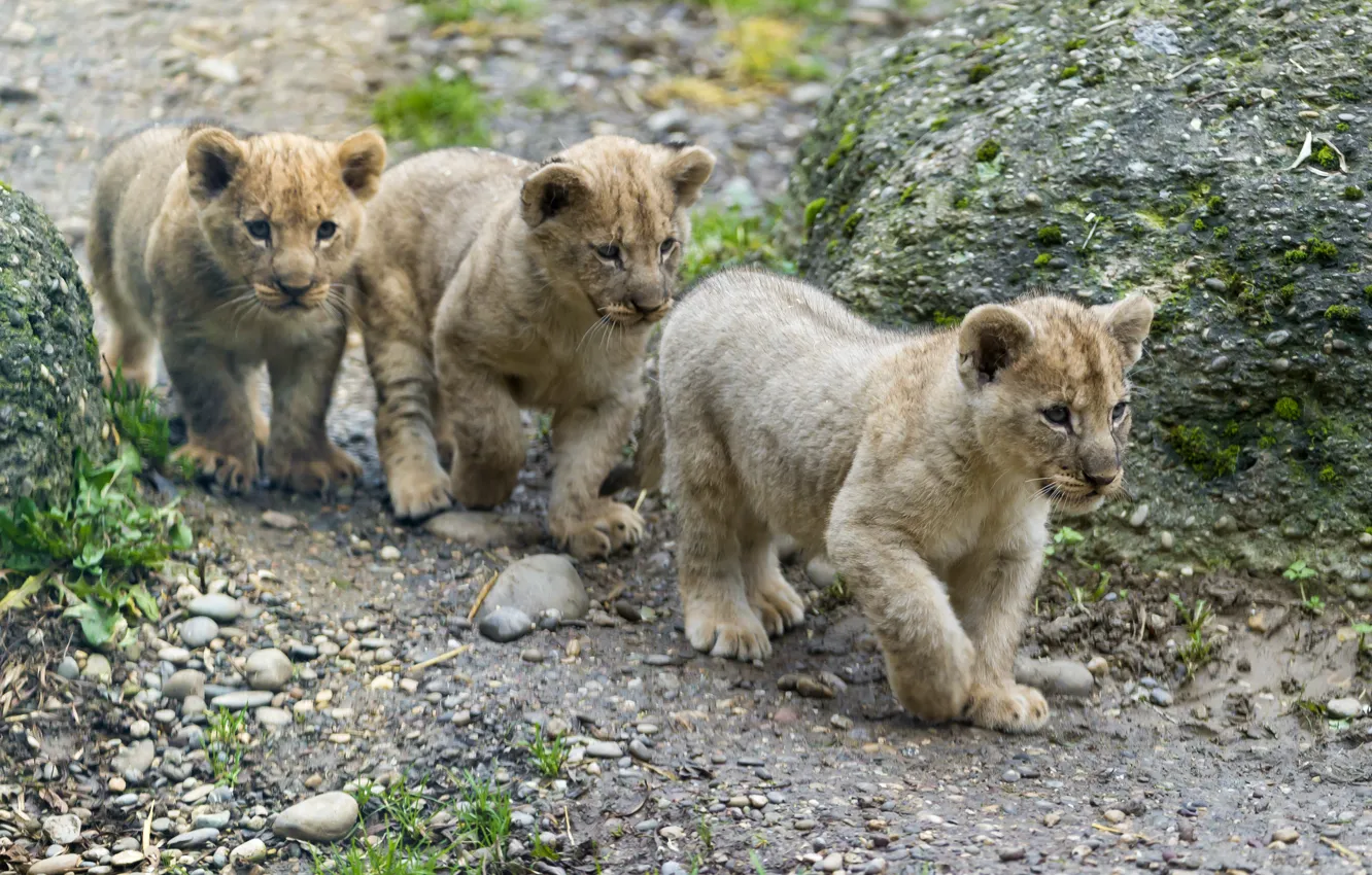 Photo wallpaper cat, cub, kitty, trio, lion, ©Tambako The Jaguar
