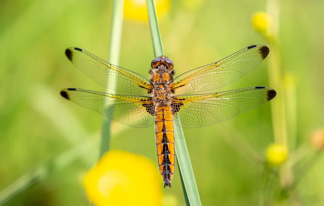 Photo wallpaper macro, yellow, nature, green, background, dragonfly, insect, wings