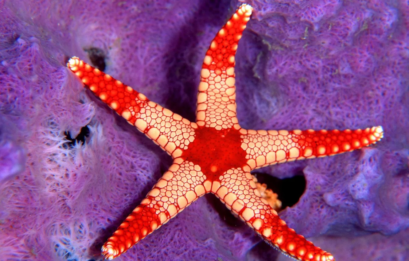 Photo wallpaper sea, stars, red