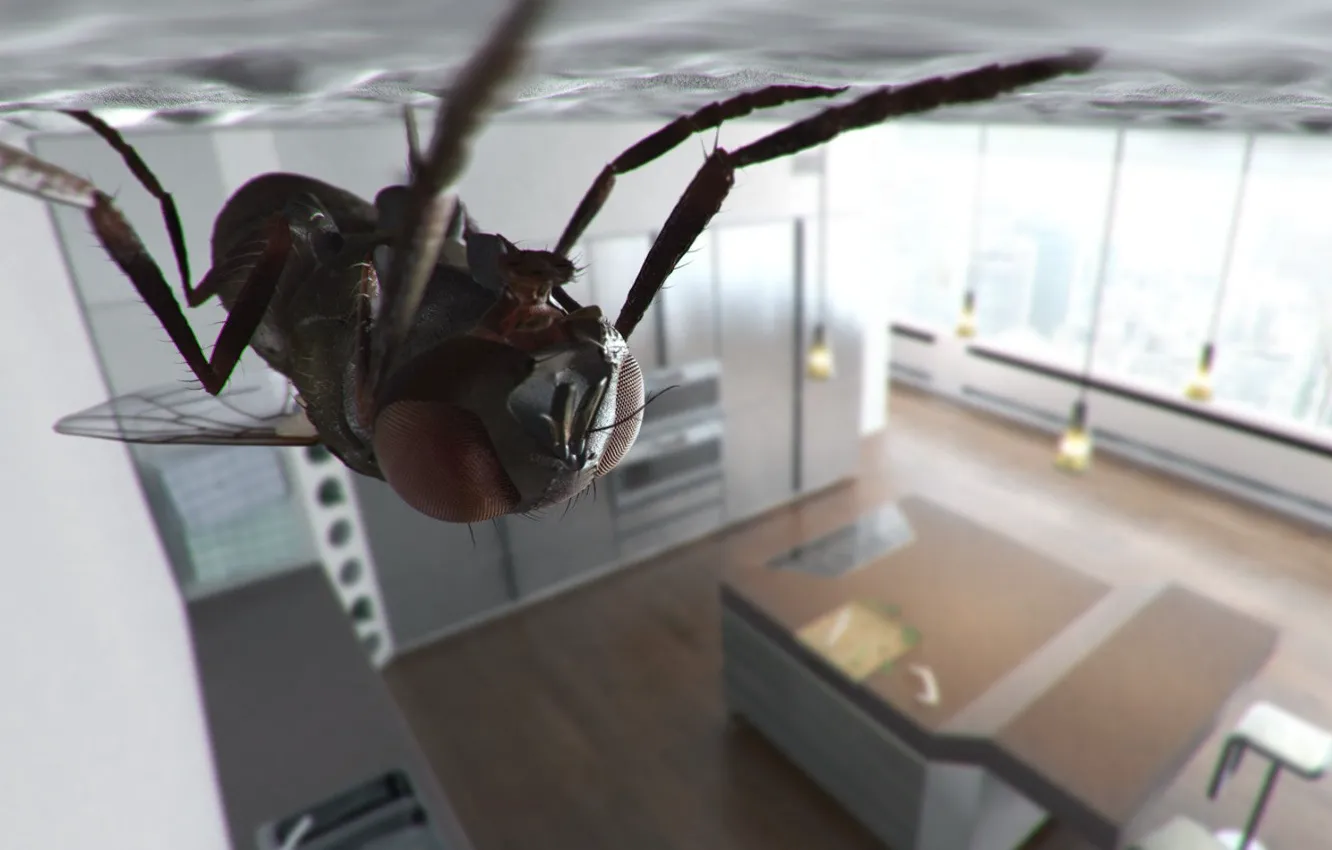 Photo wallpaper fly, the ceiling, kitchen