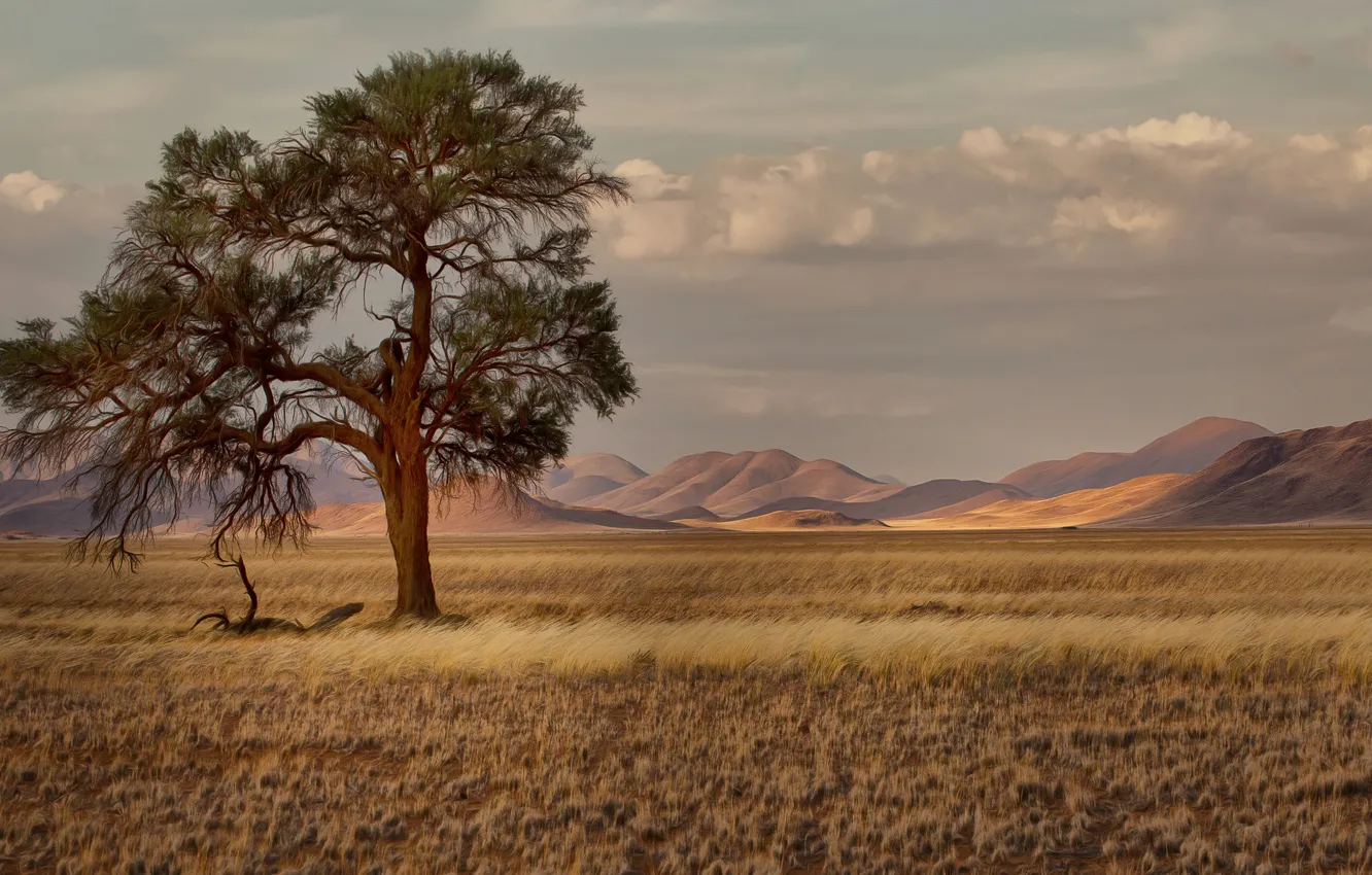 Photo wallpaper grass, trees, mountains, Savannah, Africa, Namibia