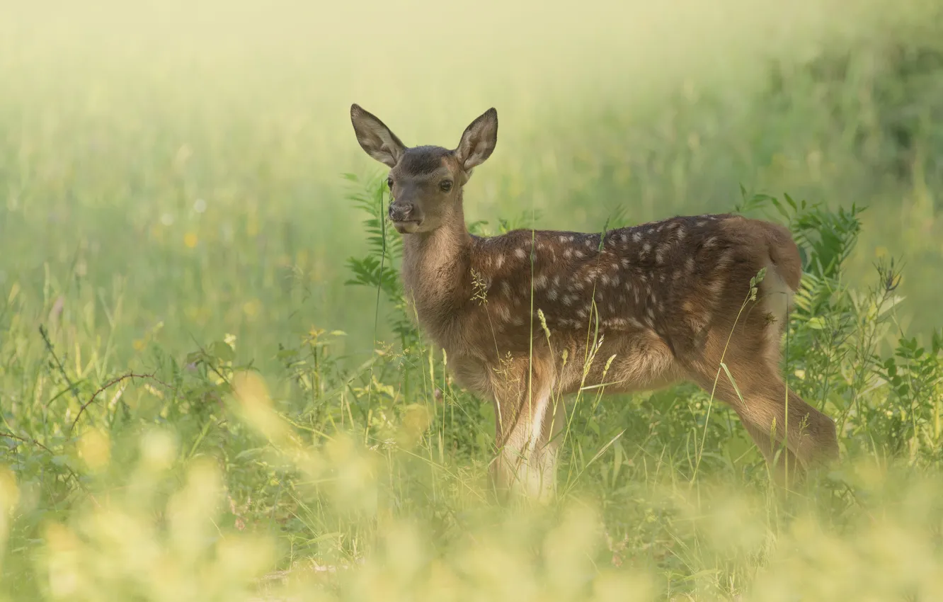 Photo wallpaper grass, nature, deer, cub, bokeh, fawn