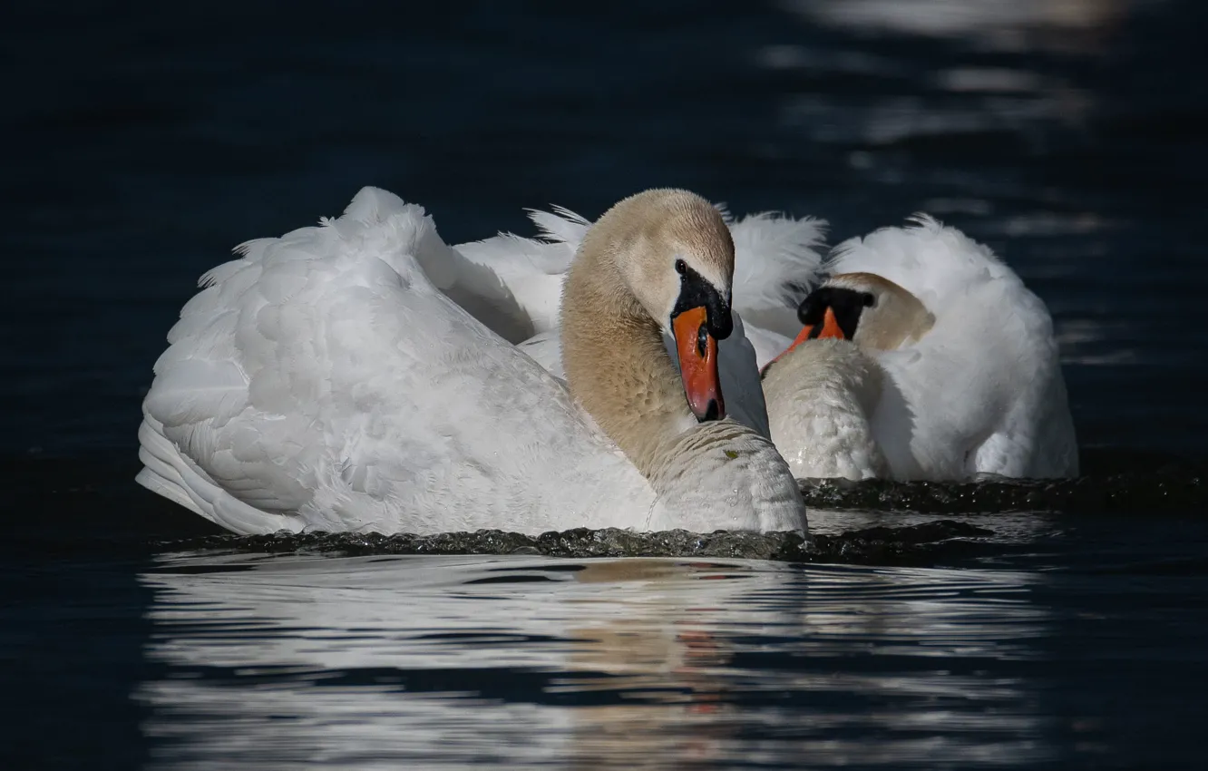 Photo wallpaper water, bird, pair, white, swans, pond, bokeh, two swans