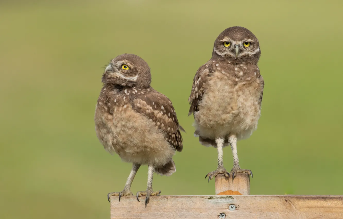 Photo wallpaper owl, bird, Board, the fence, two, pair, a couple, Duo