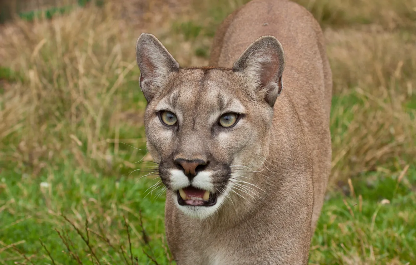 Photo wallpaper cat, look, Puma, mountain lion, Cougar