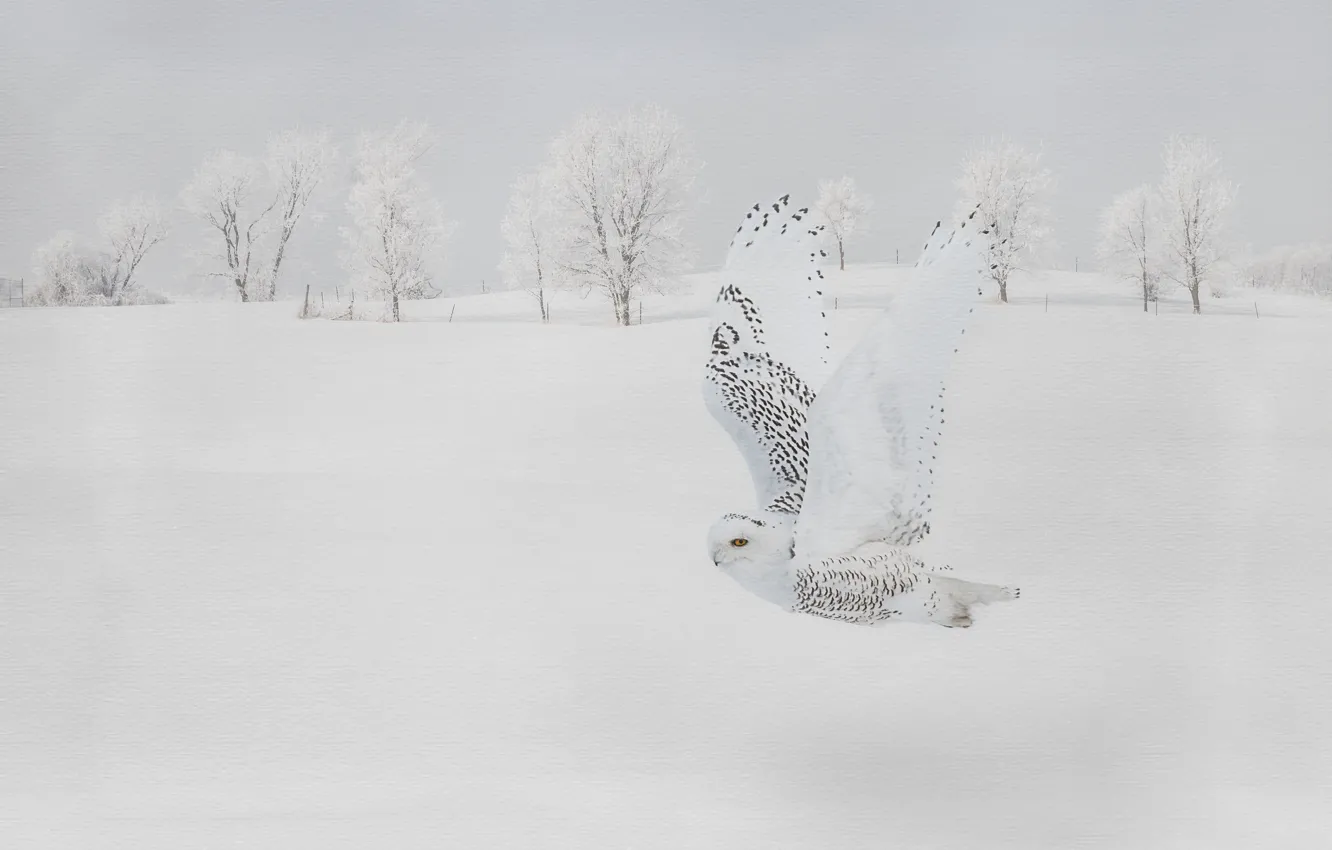Photo wallpaper winter, snow, flight, owl, snowy owl