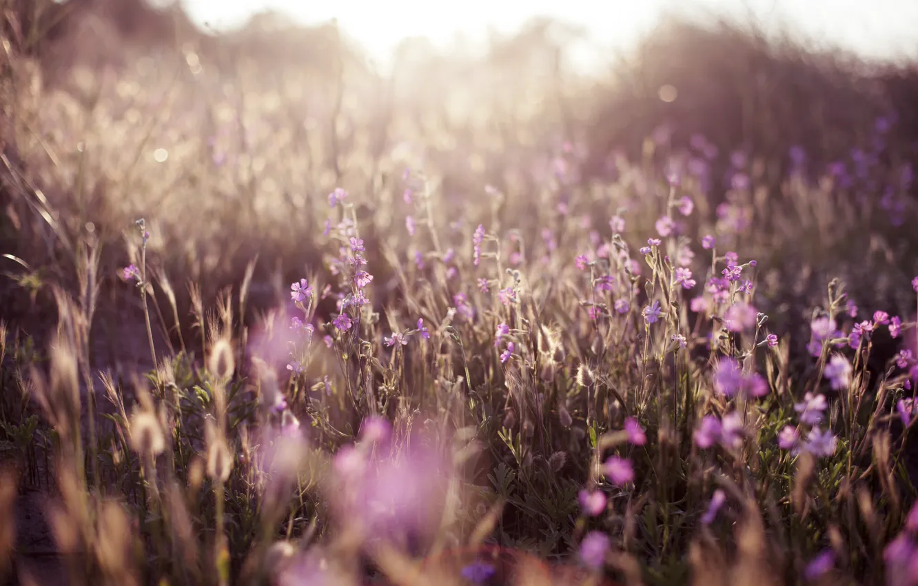 Photo wallpaper grass, flowers, nature, tenderness, blur