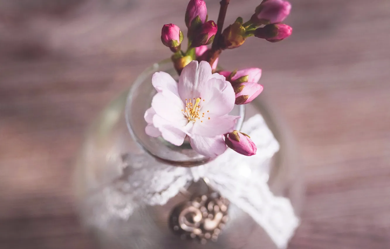 Photo wallpaper flower, cherry, sprig, table, spring, Sakura, still life, buds