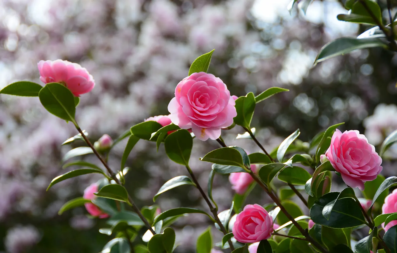 Photo wallpaper leaves, light, flowers, branches, background, pink, flowering, the bushes