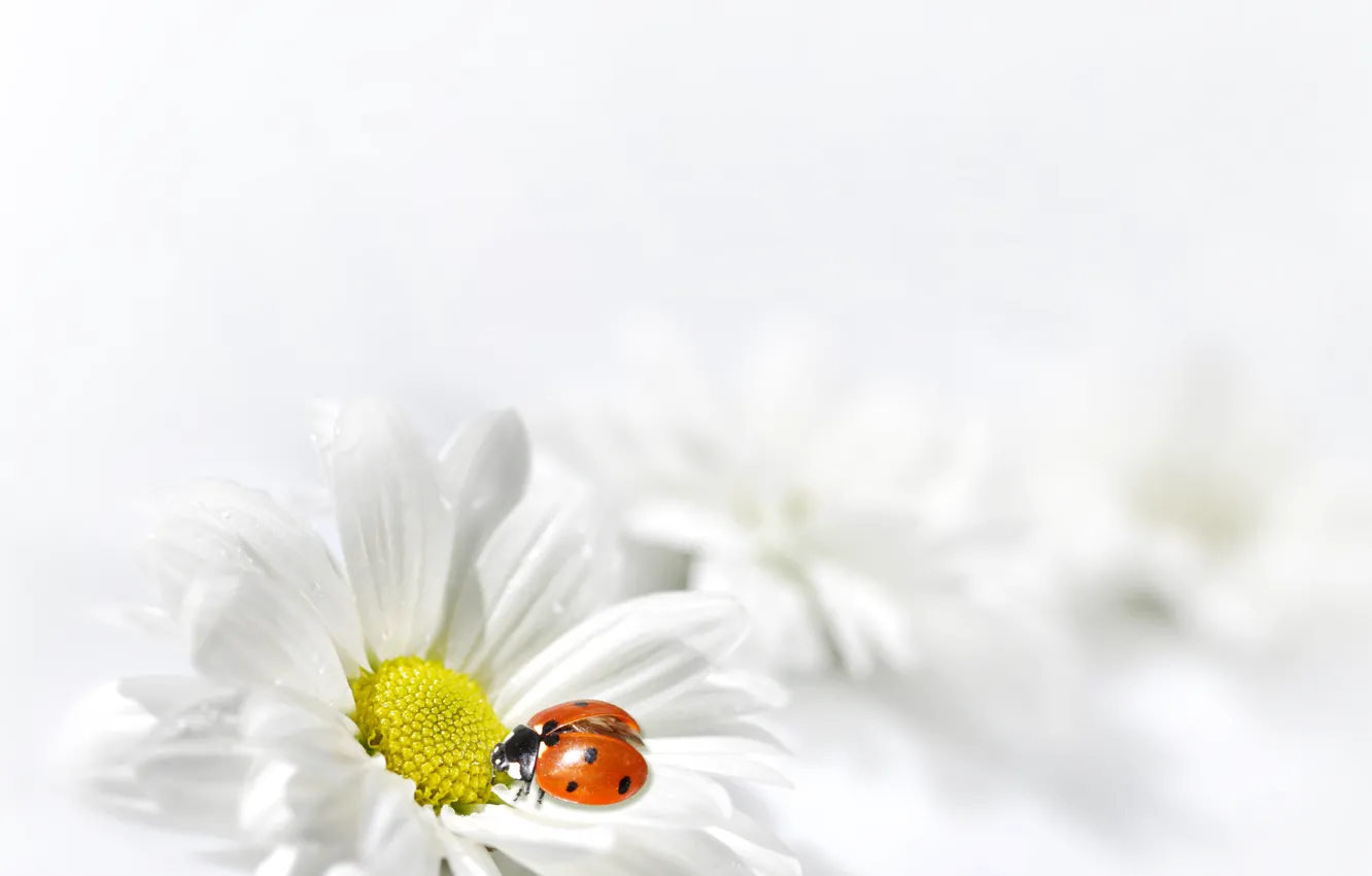 Photo wallpaper white, flower, ladybug