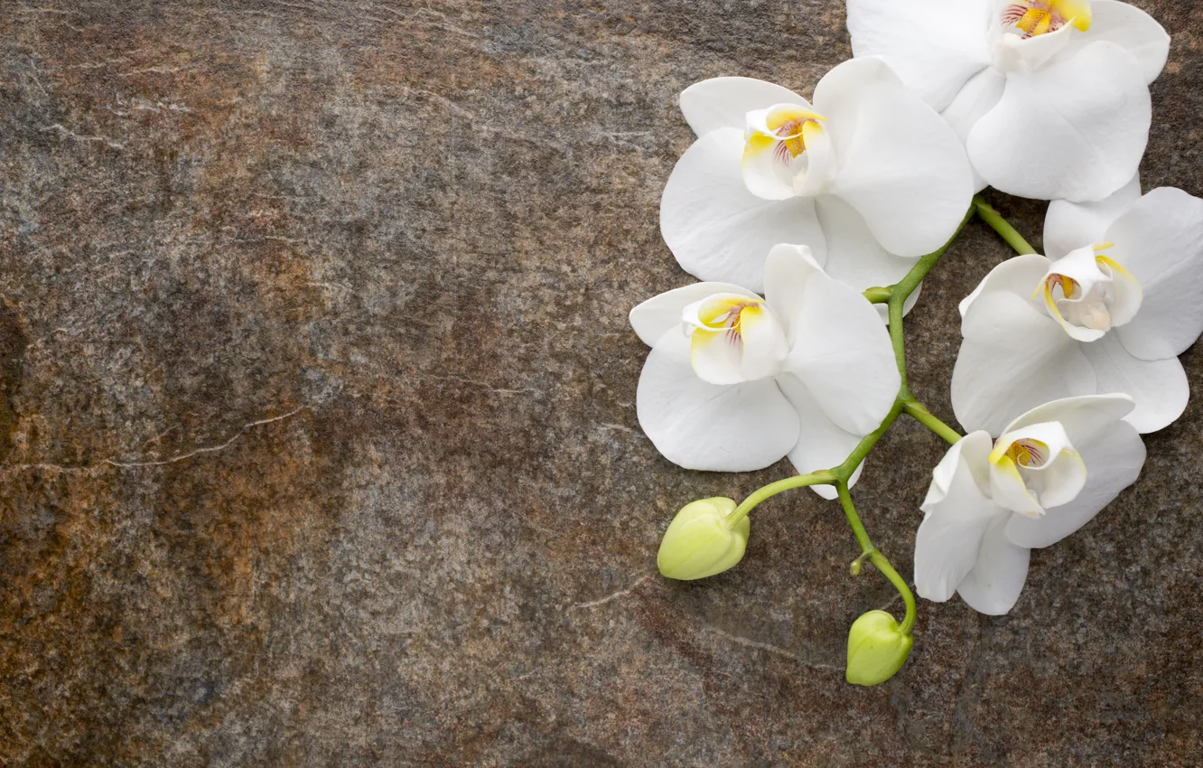 Photo wallpaper flowers, white, white, buds, Orchid, flowers, orchid